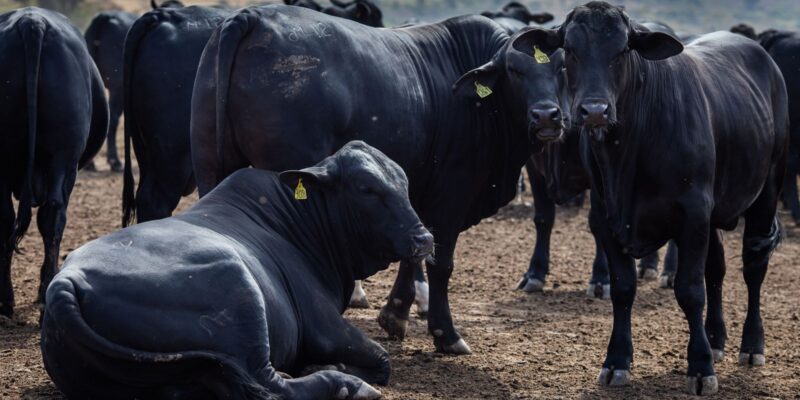 Rebanho bovino nacional teve aumento de 3,1% em 2021