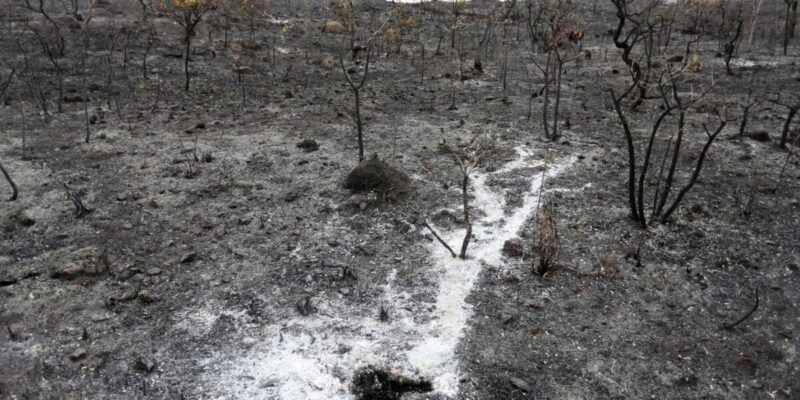 Brasil apresenta na COP27 projeto que pode recuperar áreas degradadas