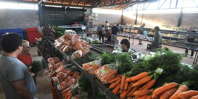 Preços da cenoura e do mamão caem nos principais mercados atacadistas