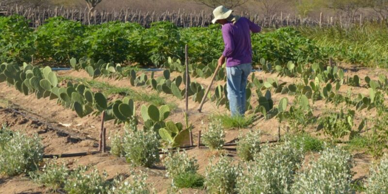Inadimplência atinge 28% dos produtores rurais no país