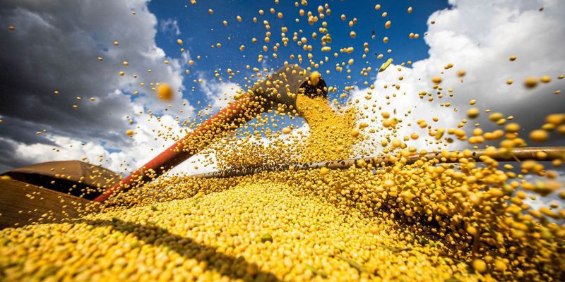 Conab: colheita de grãos da safra 23/24 será menor do que o estimado