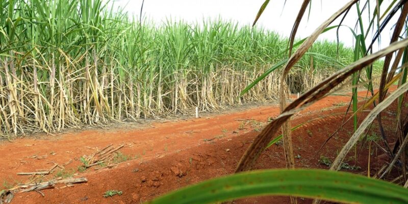 Brasil terá segunda maior safra de cana, segundo estimativa da Conab