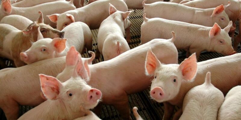 Chile passará a importar carne suína do Paraná