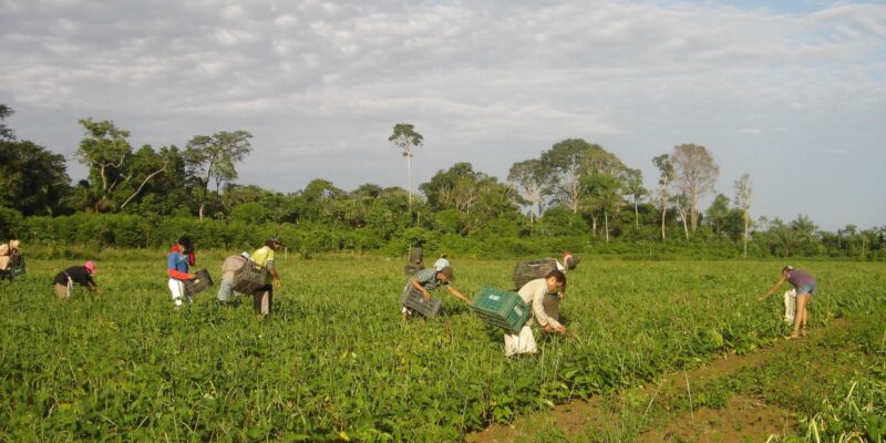 Programa AgroAmigo oferece R$ 1 bilhão em microcrédito