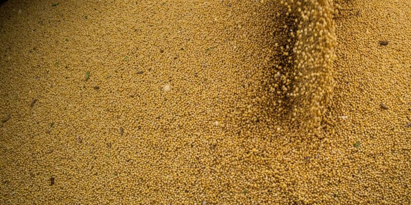 Agro cresce 11,7%, impulsiona PIB e ganha participação na economia
