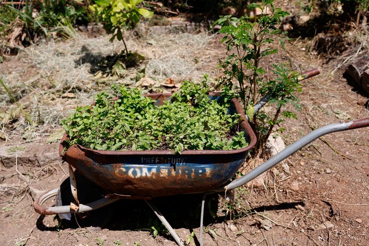 Tânia Rêgo/Agência Brasil Rio de Janeiro (RJ), 26/03/2026 - Horta comunitária do programa Hortas Cariocas, no Salgueiro. Hortas agroecológicas e ancestrais no Morro do Salgueiro, zona norte da cidade. Foto: Tânia Rêgo/Agência Brasil